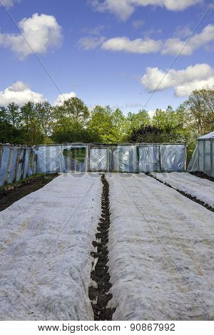 greenhouse