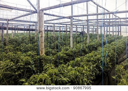 greenhouse