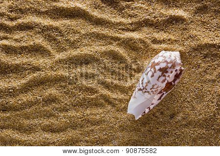 Background Of Sand With Shell
