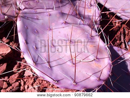 Purple Cactus