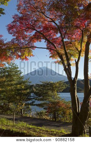 Maple Leaves Change To Autumn Color At Mt.fuji, Japan