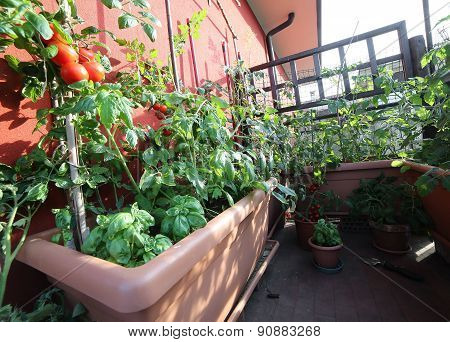 Vegetable Garden With Huge Pots On The Terrace