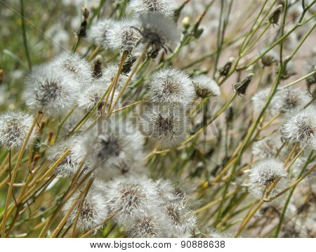 Sonchus Seedheads Background