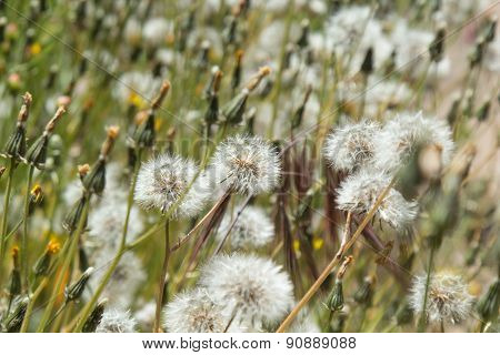 Sonchus Seedheads Background