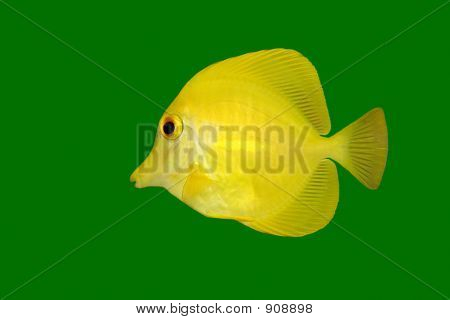 Poisson jaune sur vert