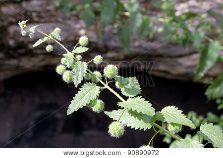 Urtica Pilulifera
