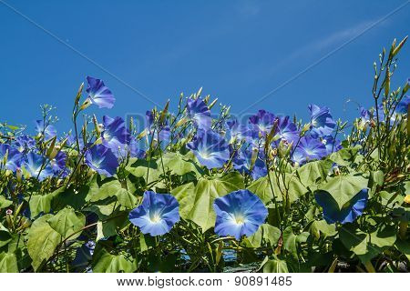Blue Ipomoea In Garden