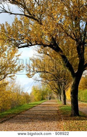 Vecchi alberi d'autunnali