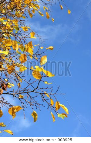 Sfondo autunno