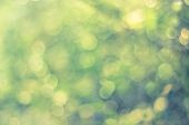 Twinkling Lights Blurred Natural Bokeh