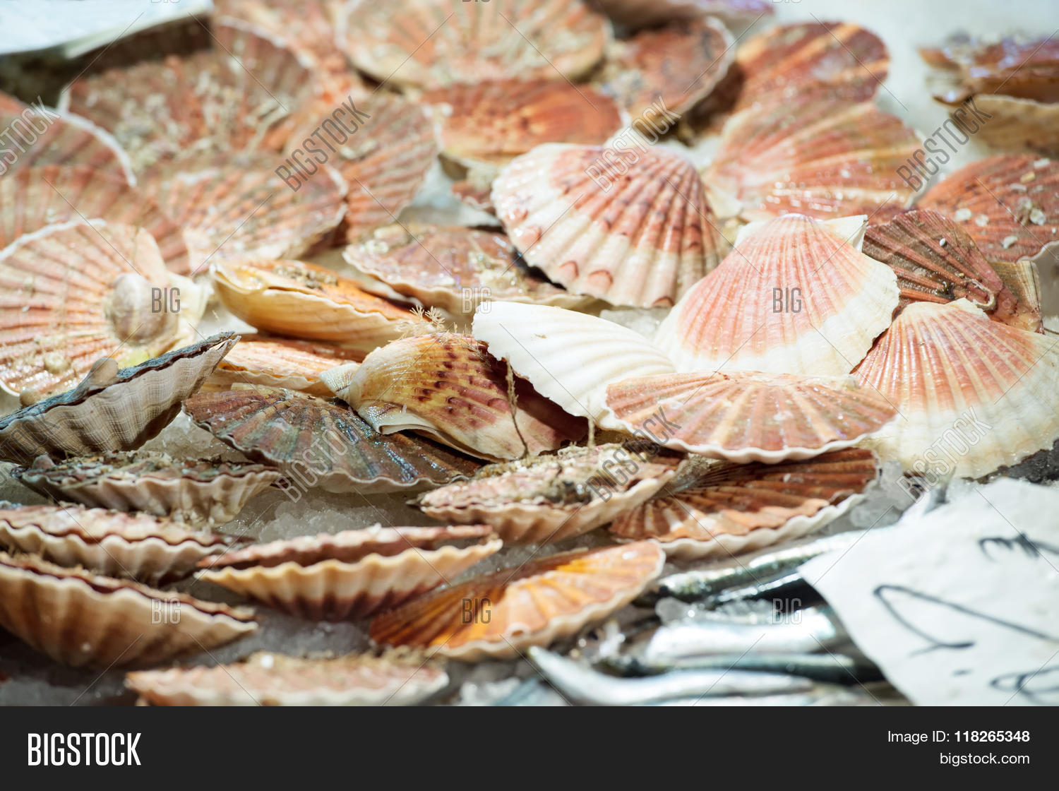 Scallops Fish Market Image & Photo (Free Trial) Bigstock