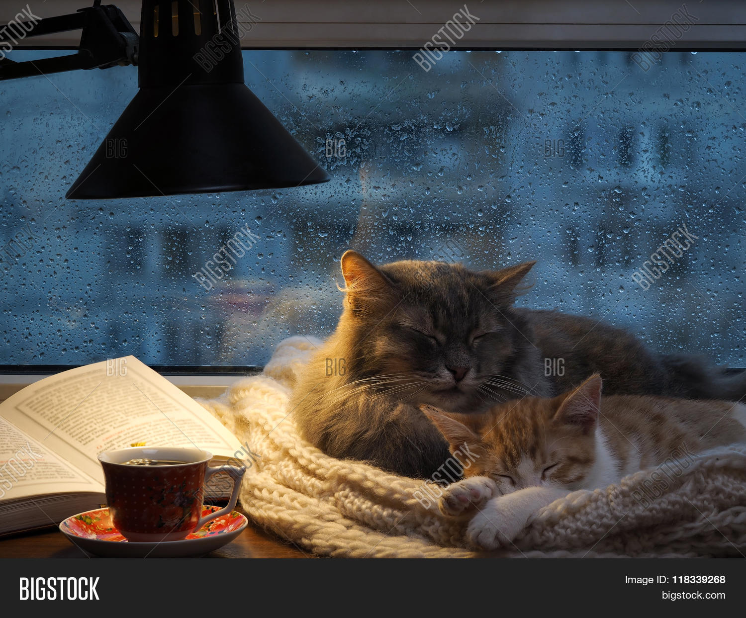 Cats Sleeping Window Image Photo Free Trial Bigstock