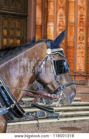 Head Of Stagecoach Horses In Detail