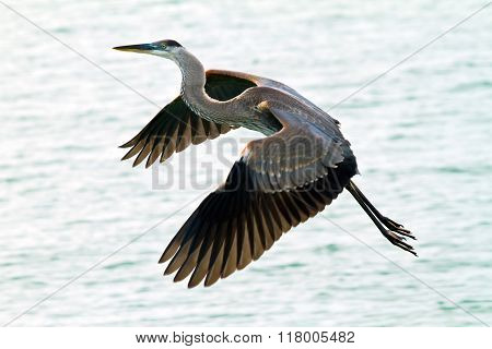 Blue Heron