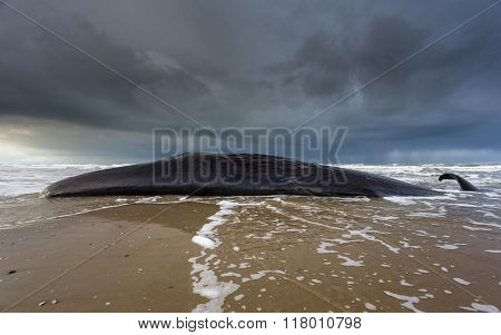 beached sperm whale with horizon