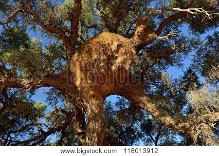 Big Nest. Namibia