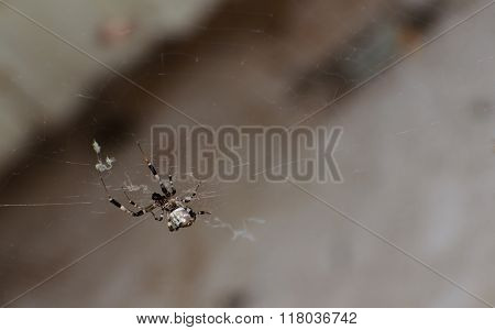 Spider On The Cobweb.