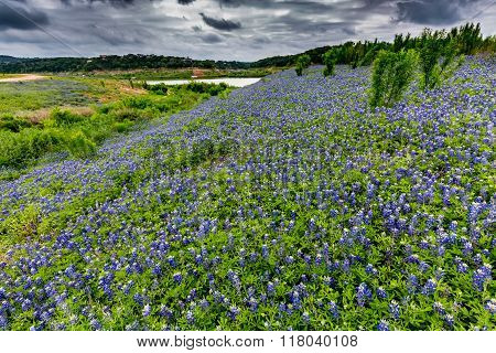 Wide Angle View Of Famous Texas Bluebonnet (lupinus Texensis) Wildflowers