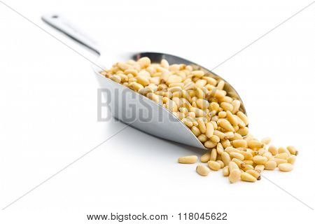 pine nuts in scoop on white background
