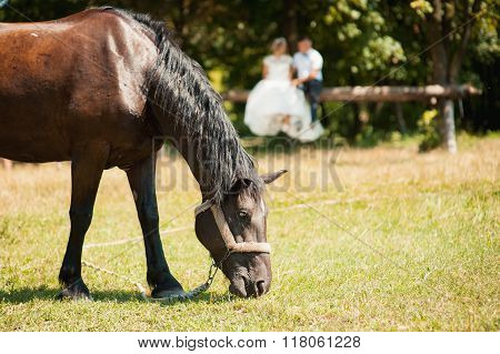 Arab Racer On A Green Summer Meadow