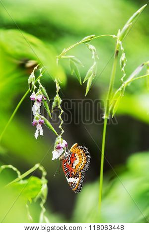Beautiful butterfly on flower in the garden