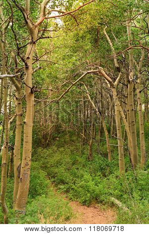 Forest In Inyo National Forest Park