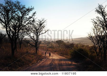 Ghepardi a piedi una strada