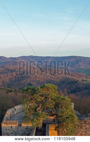 Pine tree on the ruin castle Auerbach (Auerbacher castle)