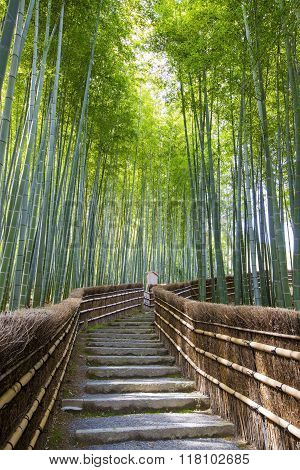 Bamboo Forest in Japan.