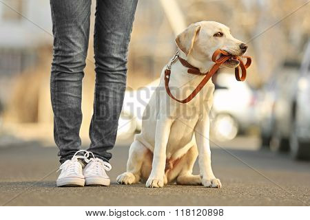 Owner and sitting Labrador dog in city on unfocused background