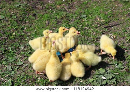 Little Goslings