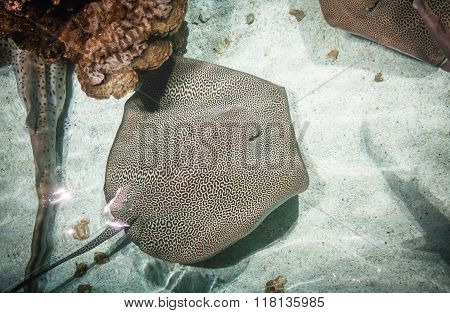 Leopard Whipray