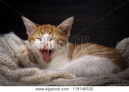 Funny cat laughing. Portrait of a laughing cat largly