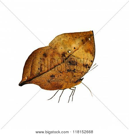 Orange Oakleaf or Kallima inachus is Butterflies in Thailand.