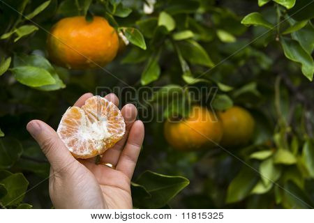 Hawaiian mandarin træ Farm