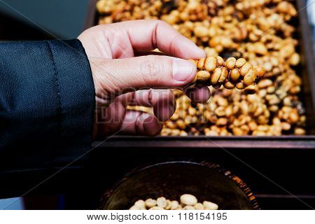 Coffee beans from the civet and hand.