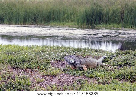 Very Large Wild Iguana Lizard
