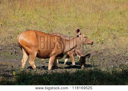 Female sambar deers (Rusa unicolor), Kanha National Park, India
