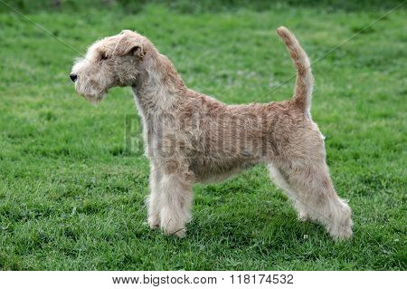 Typical  Lakeland Terrier On A Green Grass Lawn