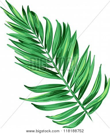vector illustration of a tropical leaf. Artistic brush stokes create a layered botanical illustration of a palm. single isolated element for decoration, fashion. Nature, tree, aloha colors.