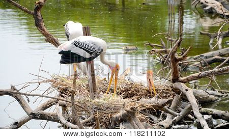 Nest Colonial Of Painted Stork In Nature.
