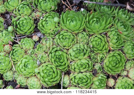 Green Flowers Of Sempervivum In Forest