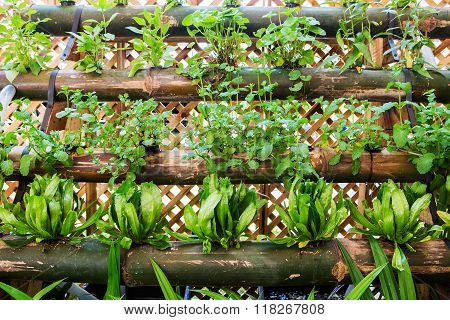 Organic vegetable garden is Vertical garden on bamboo.