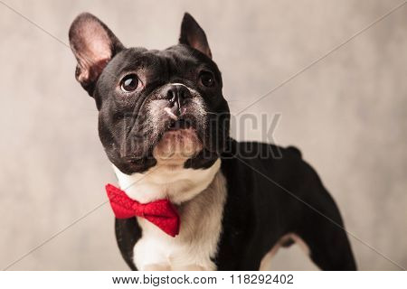 close portrait of happy black and white french bulldog puppy wearing a red bowtie while looking away in gray studio background