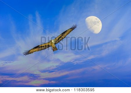 Osprey Flying With Moon