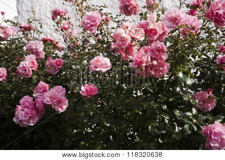pink roses