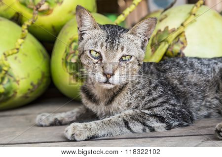 Little Cute Siberian Cat With Green Eyes Lying Between Coconuts