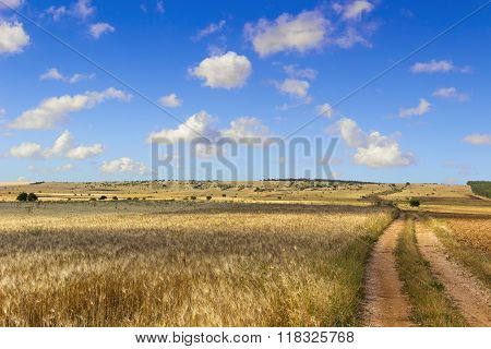 SUMMER.Alta Murgia Nationa Park: field of wheat. - (Apulia) ITALY-