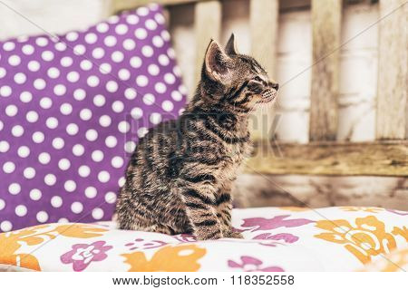 Little Kitten Enjoying A Warm Spring Day