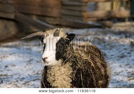 Quadricorn yerli koyun.
